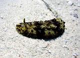 Phyllidie multicolore